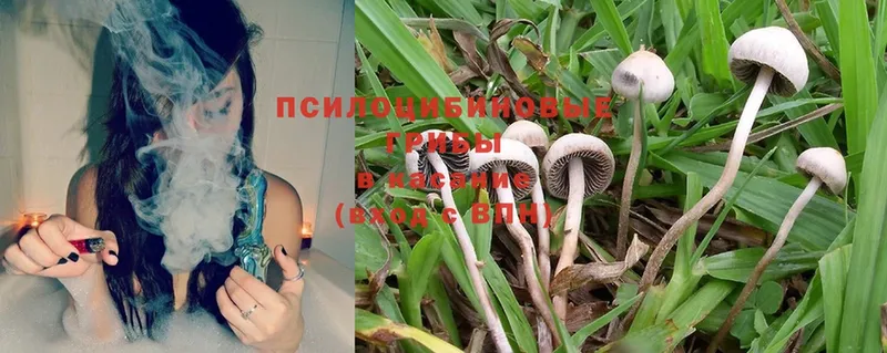 Псилоцибиновые грибы Psilocybine cubensis  Семикаракорск 